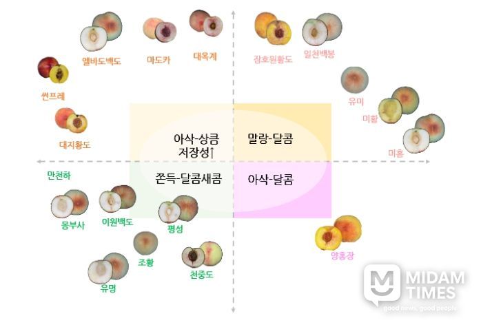 소비자 공감 복숭아 맛 정보 지도(안)