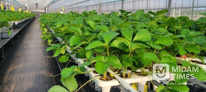 딸기묘 생산 전경