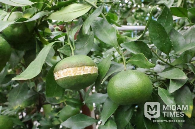 레드향 열과 모습