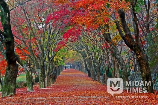 축제는 풍성하게, 관광은 쾌적하게! 확 달라진 정읍의 가을-내장산