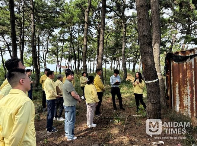 신안군 자은도, 소나무재선충병 발생