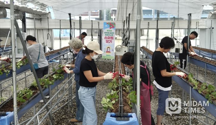 스마트팜에서 배우는 딸기 재배