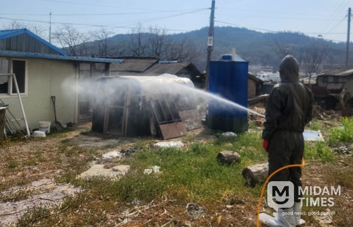 영천시 공동방제단 소독 지원 모습