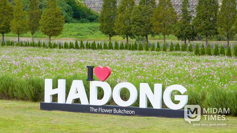 하동 코스모스메밀꽃 사진