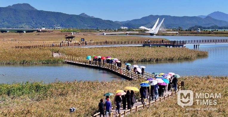 강진만 갈대밭-추천