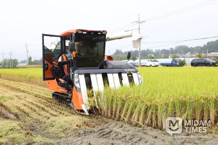 충주시 지역대표 쌀 신품종 중원진미 첫 수확(조길형 시장 트랙터 운전하며 벼 베기)