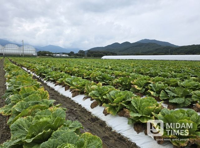 남원시 여름배추, 새로운 소득작목 가능성 확인