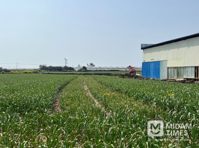 마늘 재배 포장 전경