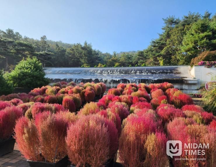 벽천의 가을 댑싸리