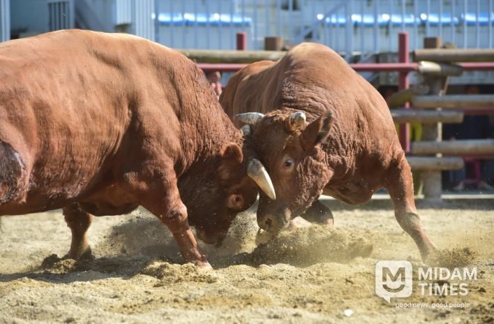진주시, ‘제129회 진주 전국민속소힘겨루기대회’개최