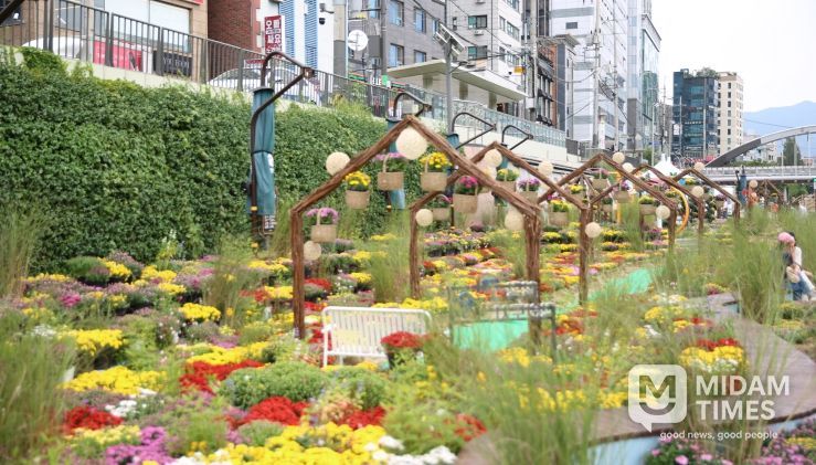 관악구 별빛내린천에 국화정원이 조성된 모습