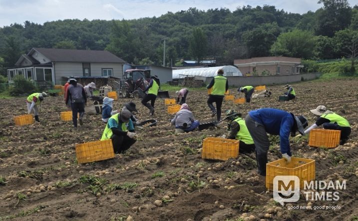 계절근로자 작업 모습