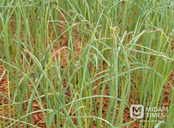 노균병에 감염된 양파