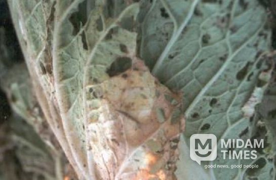 가을배추·무 병해충 방제,