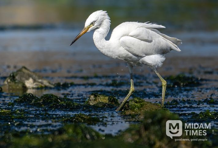 울산시 울주군 서생 솔개공원, 국제보호조 중간 기착지