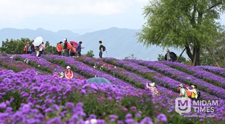 감악산 별바람언덕(아스타국화)