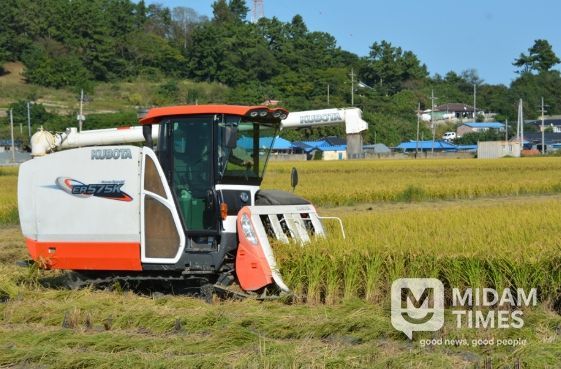 신안군, 벼 깨씨무늬병 확산 방지를 위한 적기수확 지도 강화!..