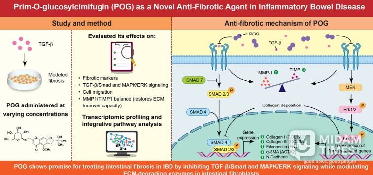 한의학硏·분당차병원과 한약 유래 장 섬유화 치료 가능성 제시