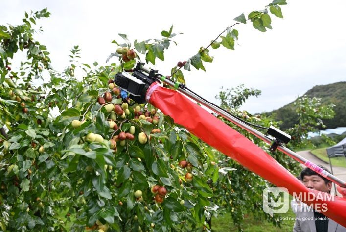 충북농기원, 대추 신품종과 휴대용 수확기 공개