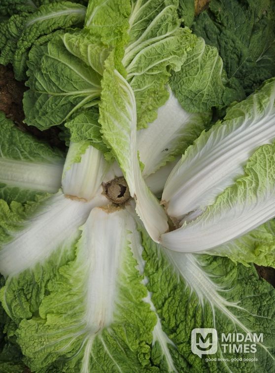 해남군, 배추 병해충 예찰 강화 및 방제 철저 당부