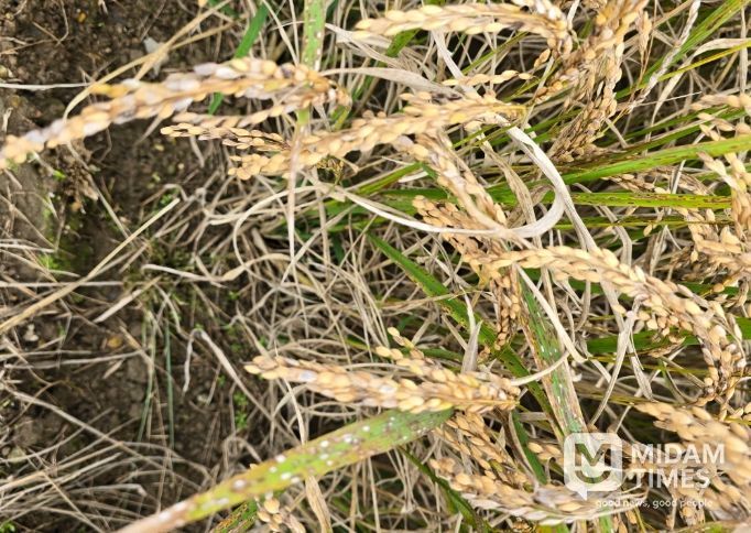 벼 깨씨무늬병 피해