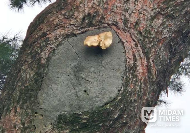 천년기염물 당산리 당송 송이 개화