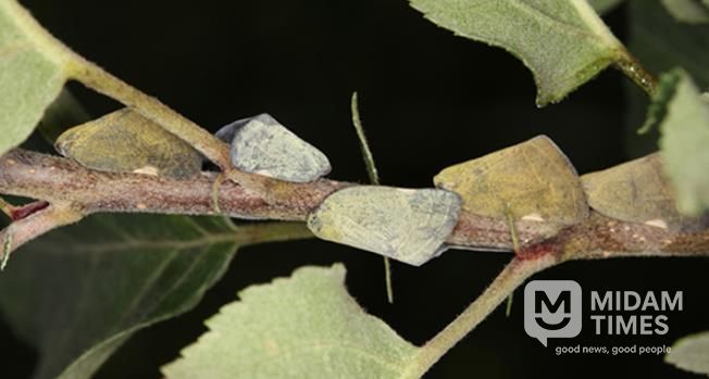 외래 돌발해충 갈색날개매미충 성충 모습.