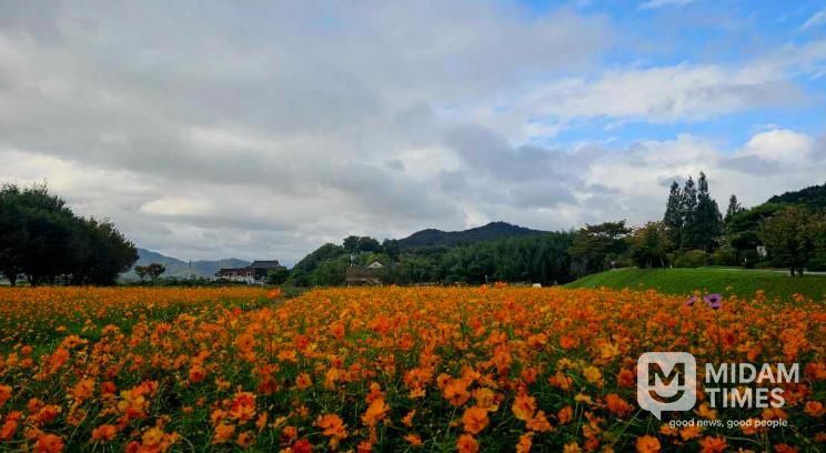 양동마을에 조성된 코스모스 꽃단지