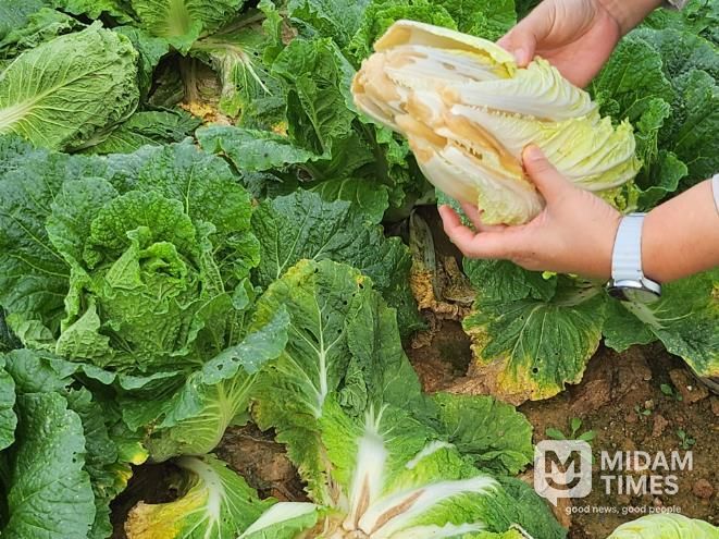 배추 후기 관리 방제 철저(무름병).