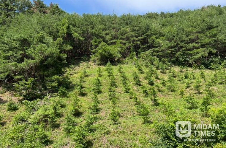 조림 숲가꾸기 사업 현장