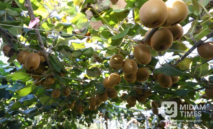 ‘감황’ 재배 모습