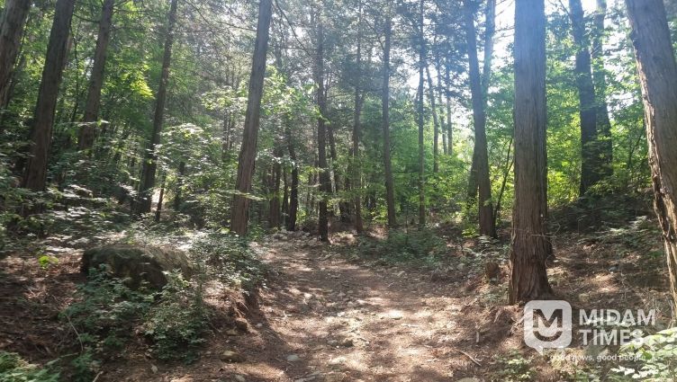 함양군, 소나무류 반출 금지구역 10월 21일 자로 일부 해제