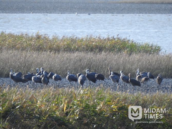 흑두루미 73마리, 순천만 도래