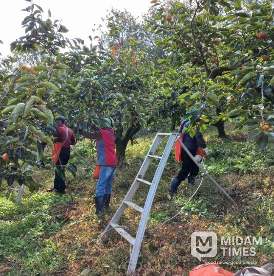 밀양시, 가을철 범시민 농촌일손돕기 본격 전개