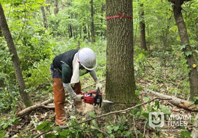 상수리나무 표준목 벌채