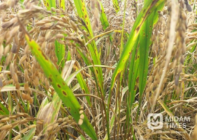 깨씨무늬병 피해 신고 접수