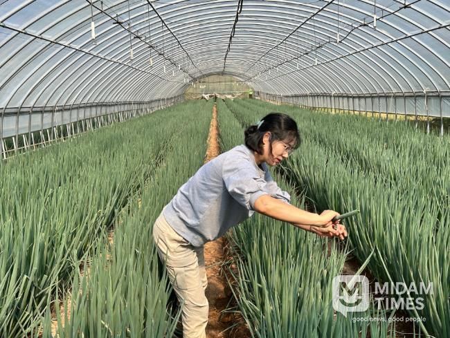 대파 생육 상황을 살펴보고 있는 모습.
