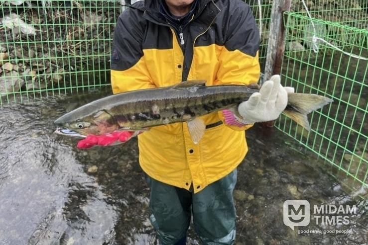 태화강생태관, 울주군 구영교서 태화강 연어 올해 첫 포획