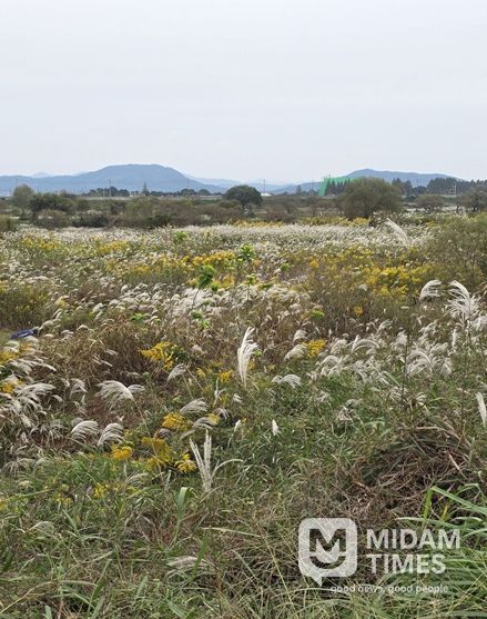 장록습지 내 개화 중인 양미역취