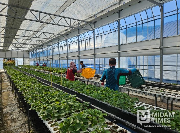 딸기묘 2만 5천 주 긴급 공급