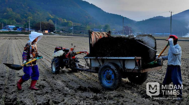 퇴비 살포 사진