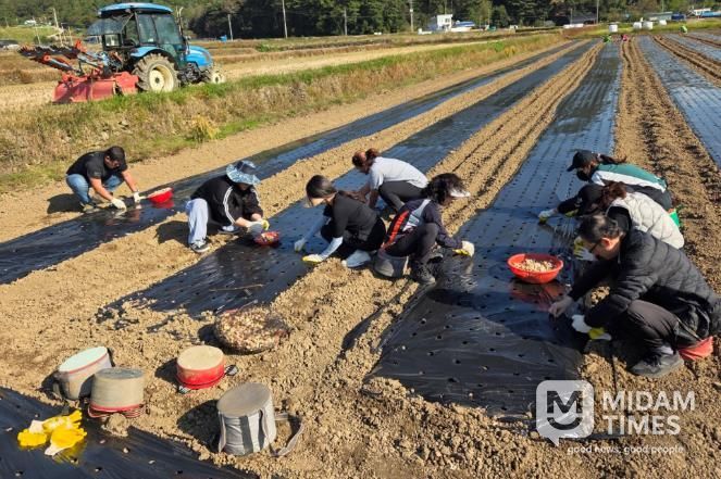고성군청 주민생활과, 가을철 농촌일손돕기에 나서