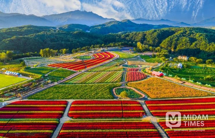 2025 가을, 고석정 꽃밭 화려한 계절의 마침표 찍다