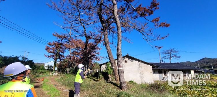 포항시가 2025년 하반기 위험목 제거사업으로 생활권 위험목을 제거하고 있다.