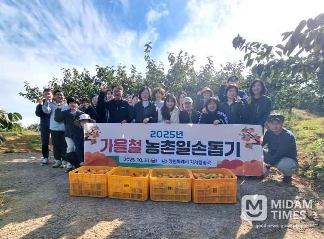 자치행정국 단감 수확 일손돕기