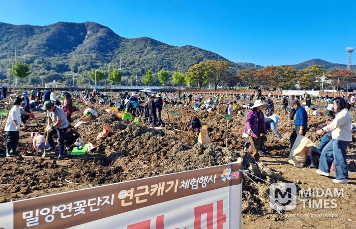 1일 밀양연꽃단지에서 열린 연근캐기 체험행사 전경