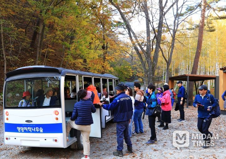 갑작스런 추위에도 ‘영양 자작나무 숲’ 발길 이어져