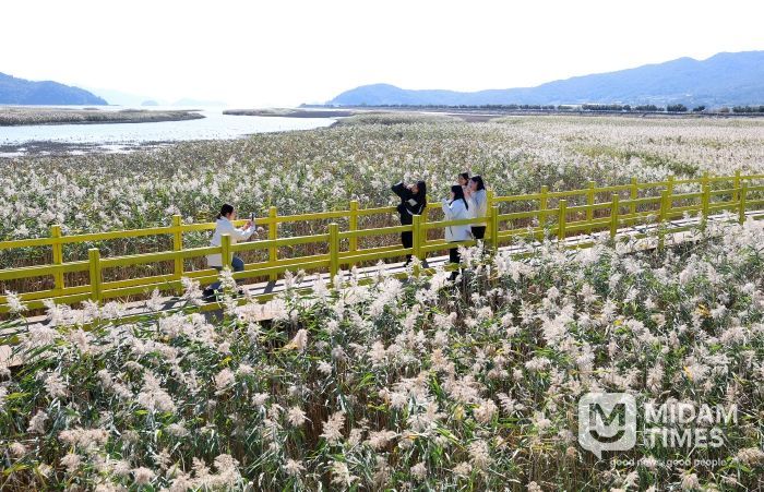 제10회 강진만 춤추는 갈대축제가 열린 가운데 강진만 갈대밭을 찾은 관광객들이 가을의 정취를 맘껏 느끼고 있다.