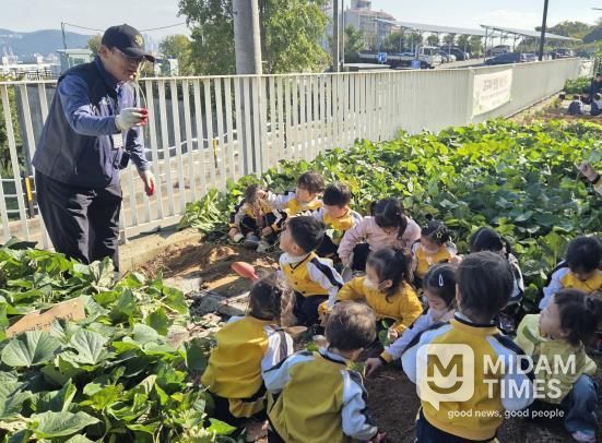 영도구, 고구마 수확 체험 운영