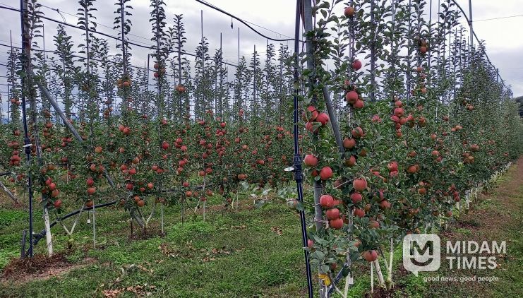경북도, ‘과실전문생산단지 기반조성’